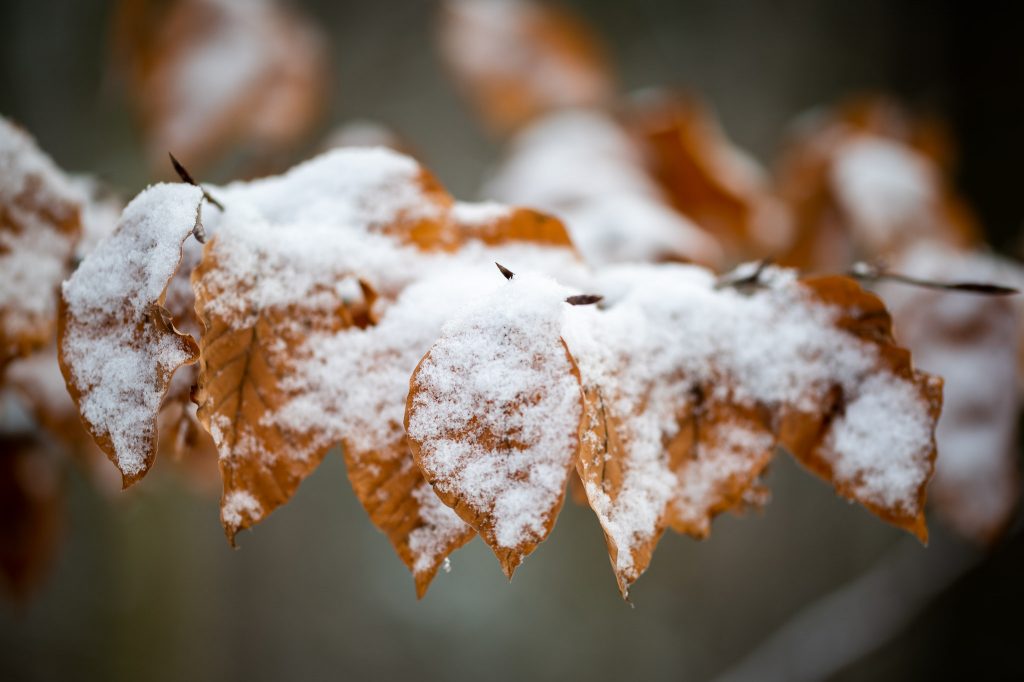 Ast mit verwelktem Laub, schneebedeckt
