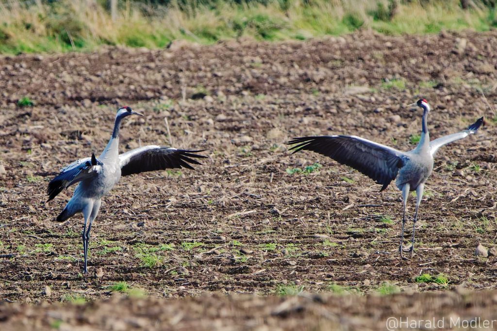 Zwei Kraniche stehen auf einem Feld und spreizen ihre Flügel