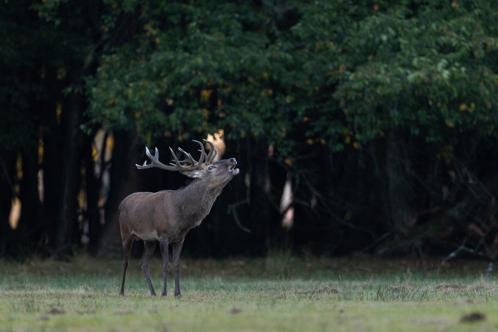 Ein Rothirsch steht auf einer Lichtung und brüllt