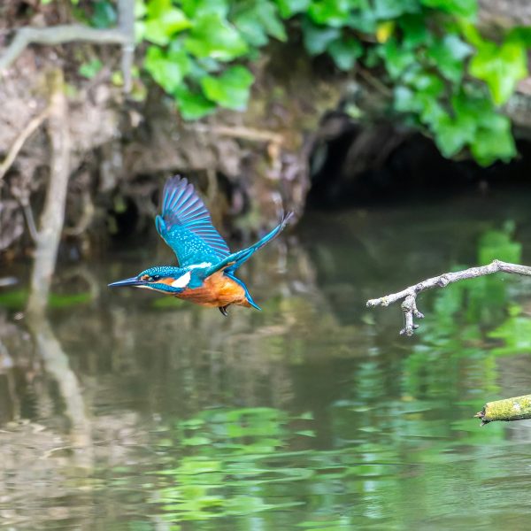 Unsere Vögel – Der Eisvogel