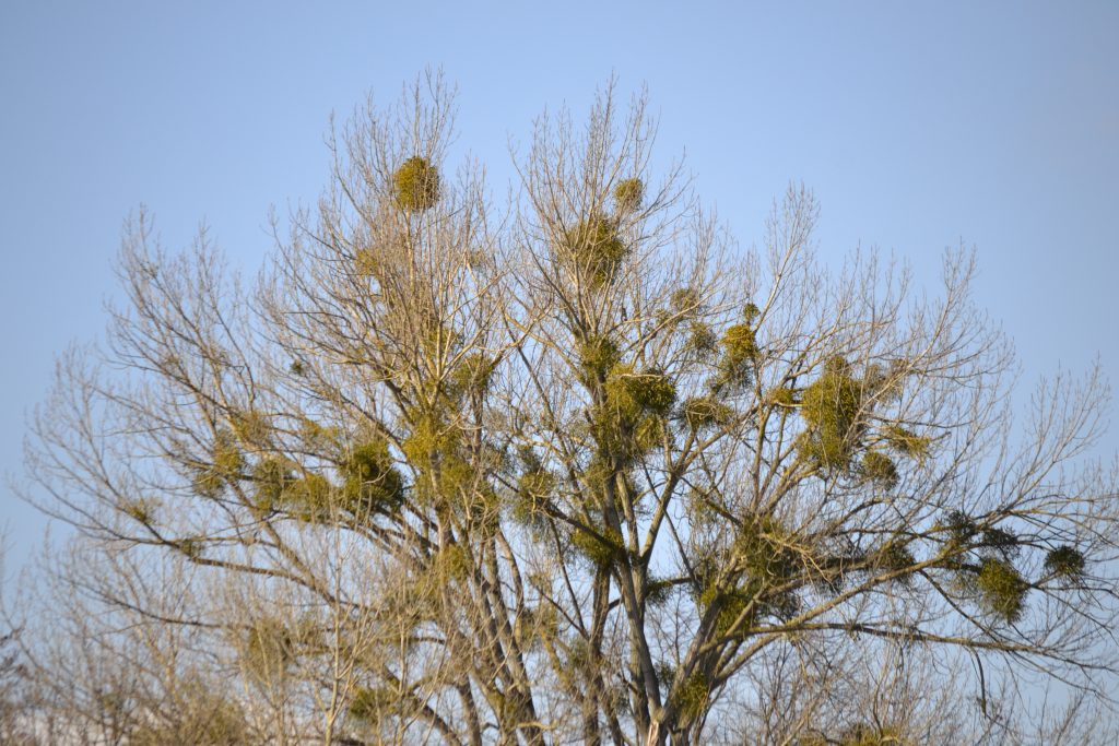 Winterkahler Laubbaum mit starkem Mistelbefall