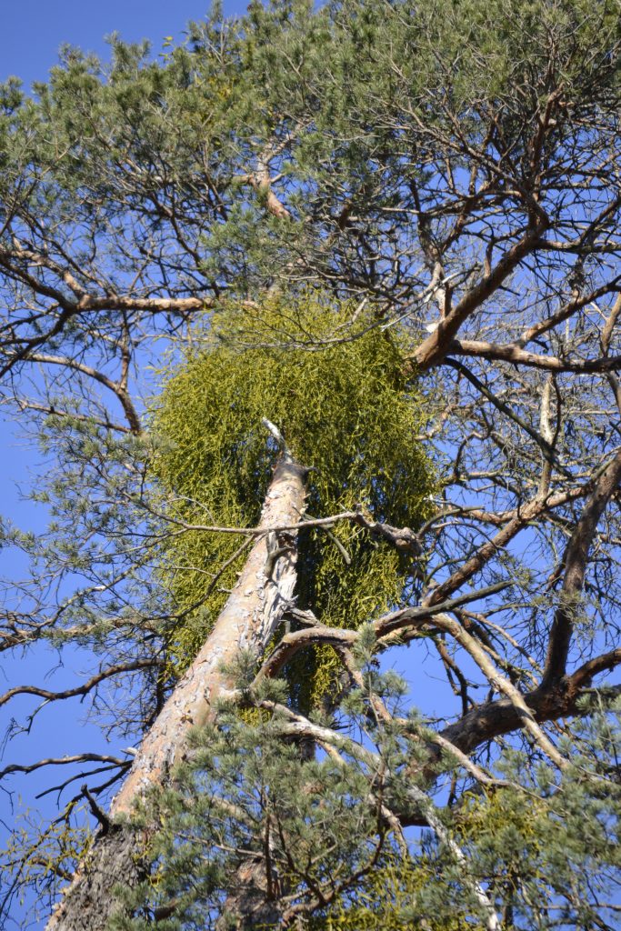 Gr&uuml;ner Mistelbusch am Stamm einer Kiefer