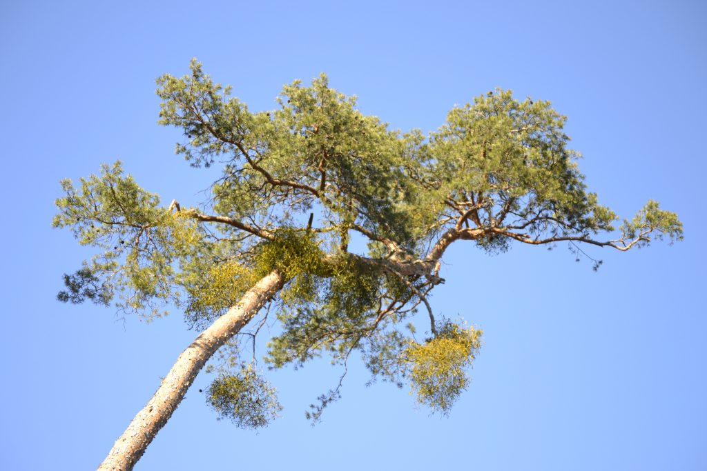 Kiefer mit Mistelbefall in der Krone