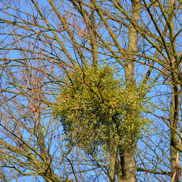 Vom Weihnachtsbrauch zum Waldproblem? Wie Misteln unsere Bäume beeinflussen