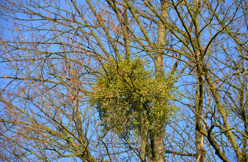 Vom Weihnachtsbrauch zum Waldproblem? Wie Misteln unsere Bäume beeinflussen