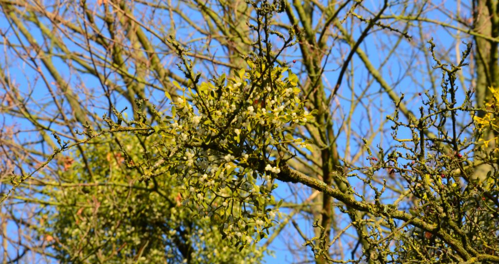 Gr&uuml;ne Mistel B&uuml;sche in kahler, winterlicher Krone eines Laubbaumes.