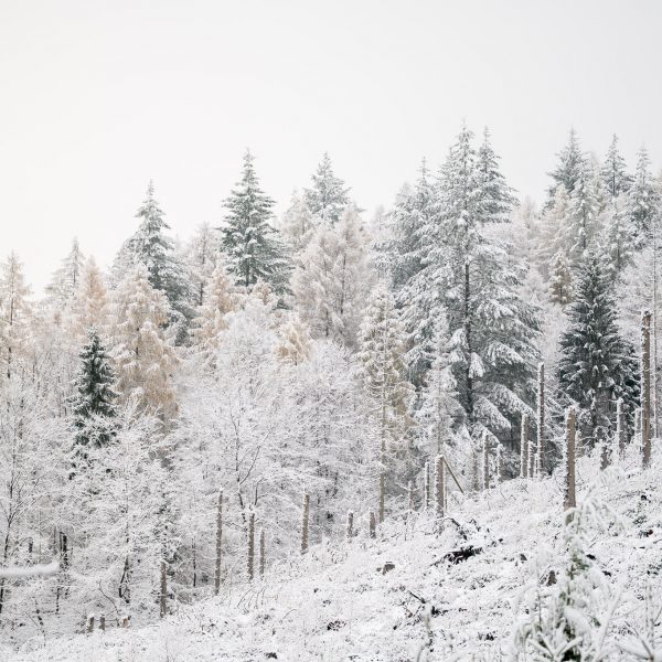 Lawinenschutzwald: Warum intakte Wälder Leben schützen