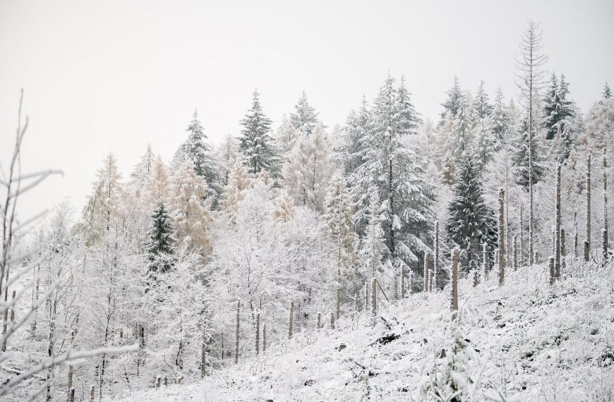 Lawinenschutzwald: Warum intakte Wälder Leben schützen
