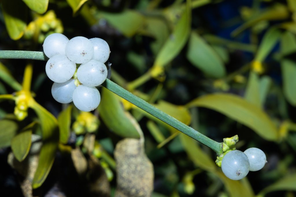 Die wei&szlig;en Beere einer Mistel