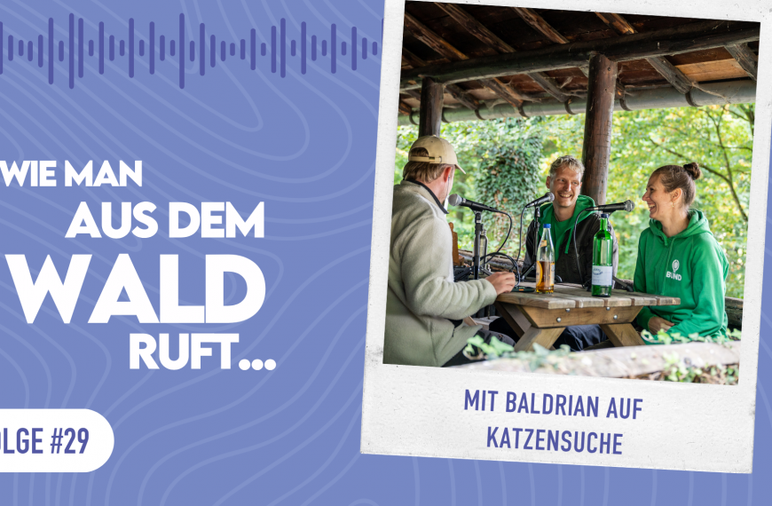 WMADWR #30 Mit Baldrian auf Katzensuche