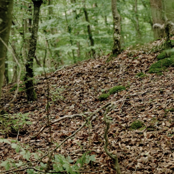 Bodendenkmäler – historische Geheimnisse des Waldes