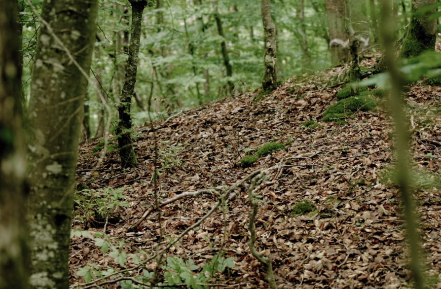 Bodendenkmäler – historische Geheimnisse des Waldes