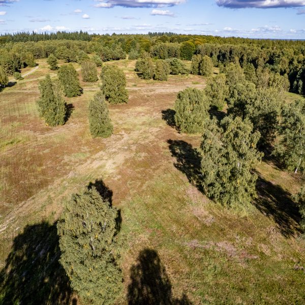Waldbau für das Militär – was Panzer zum Naturschutz beitragen