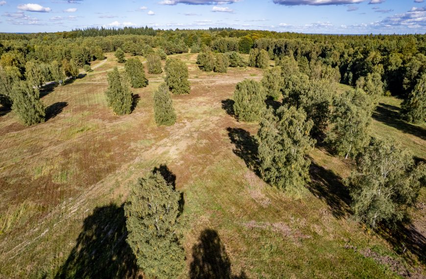 Waldbau für das Militär – was Panzer zum Naturschutz beitragen