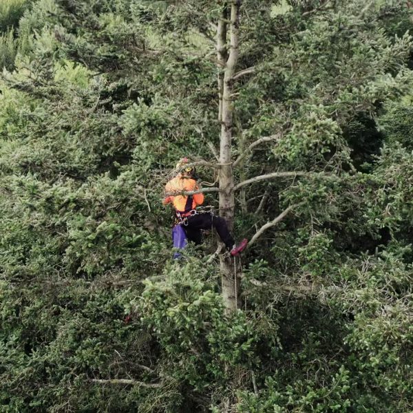 Ernte von Saatgut in schwindelerregenden Höhen