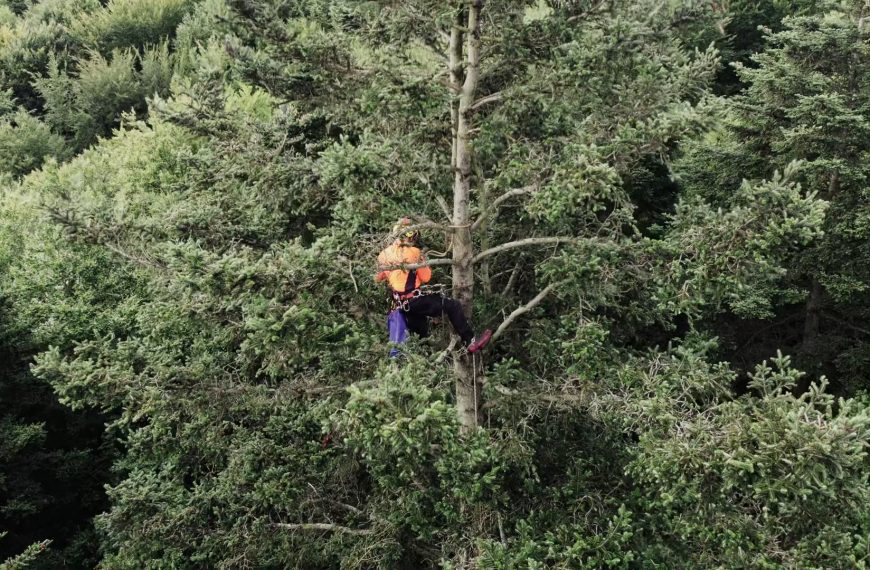 Ernte von Saatgut in schwindelerregenden Höhen