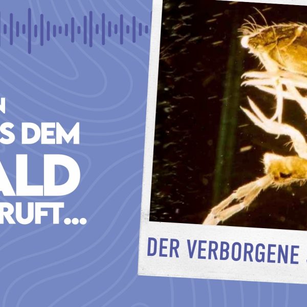 WMADWR #31 &ndash; Der verborgene Schatz (Bodenkunde)