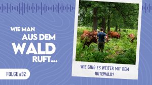 WMADWR #32 – Wie ging es weiter mit dem Hutewald?