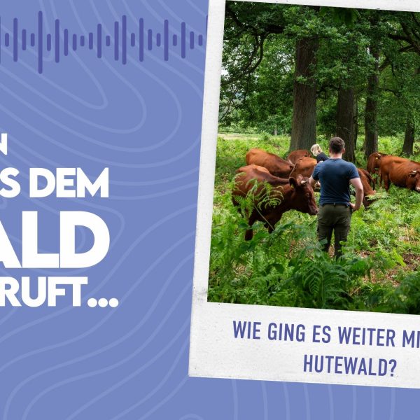 WMADWR #32 – Wie ging es weiter mit dem Hutewald?