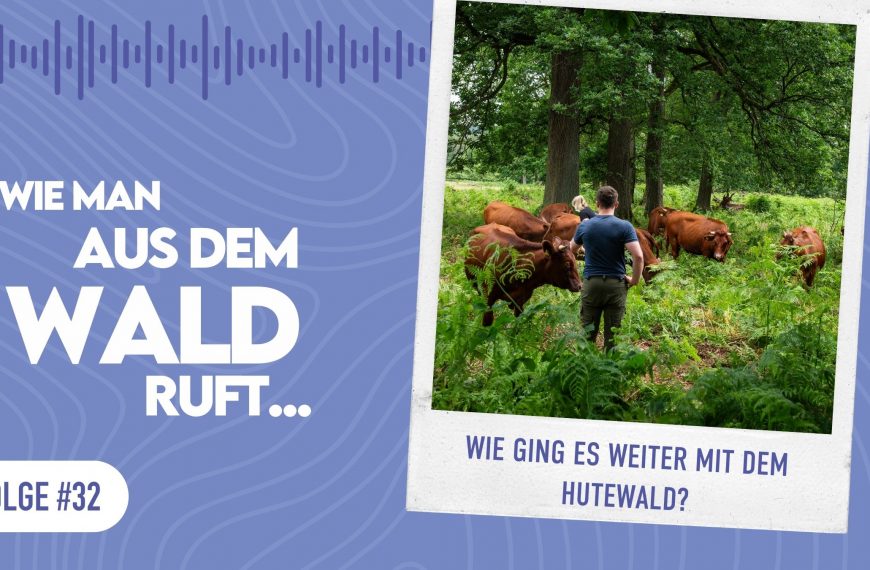 WMADWR #32 – Wie ging es weiter mit dem Hutewald?