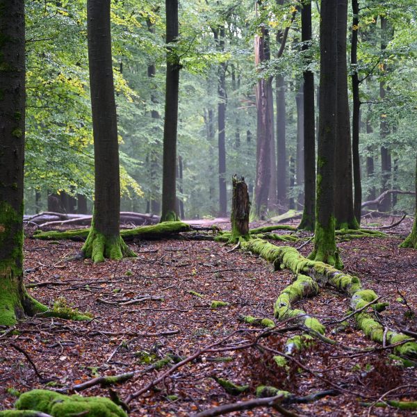 Die Urwälder von morgen – Naturwaldreservate!