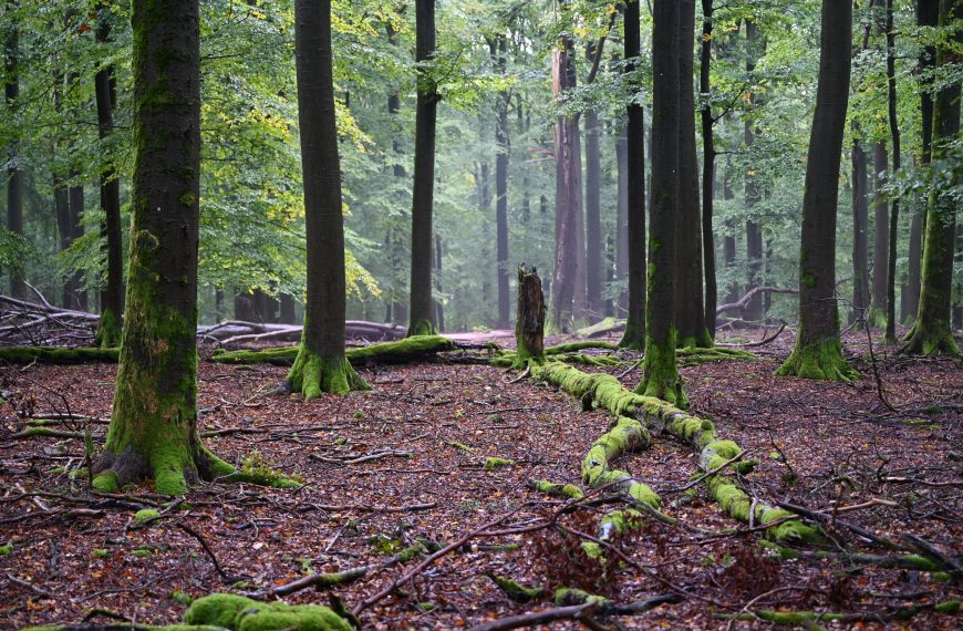 Die Urwälder von morgen – Naturwaldreservate!