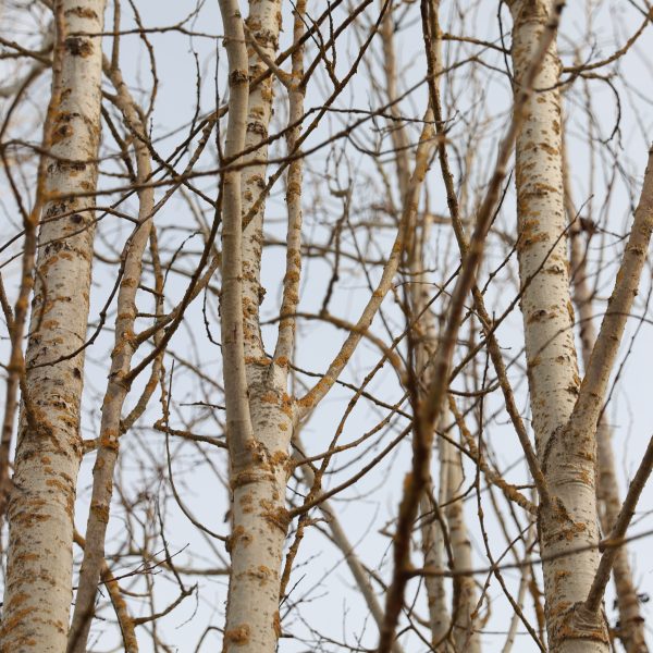 Vegetative Verjüngung – wenn der Wald Bäume klont 