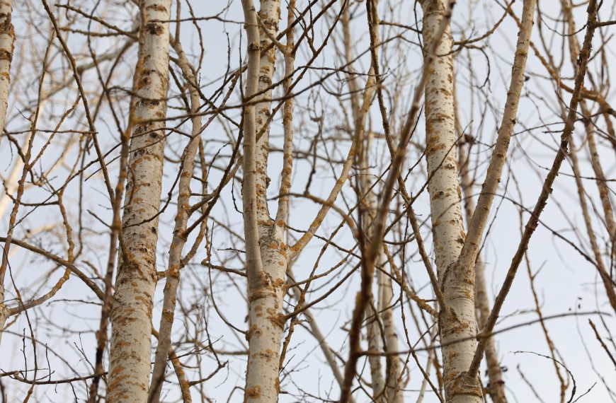 Vegetative Verjüngung – wenn der Wald Bäume klont 