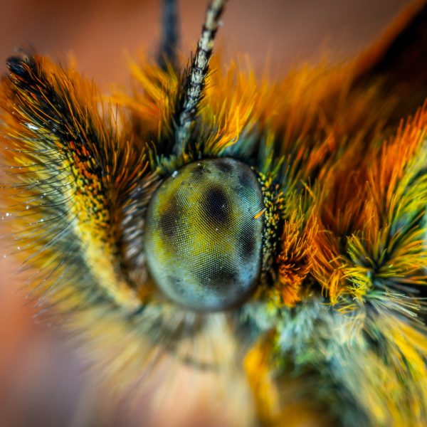 Insekten – Das Reich der Sechsbeiner