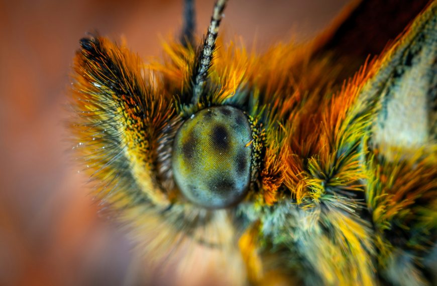 Insekten – Das Reich der Sechsbeiner