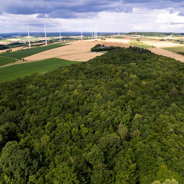 Biodiversität im Wald