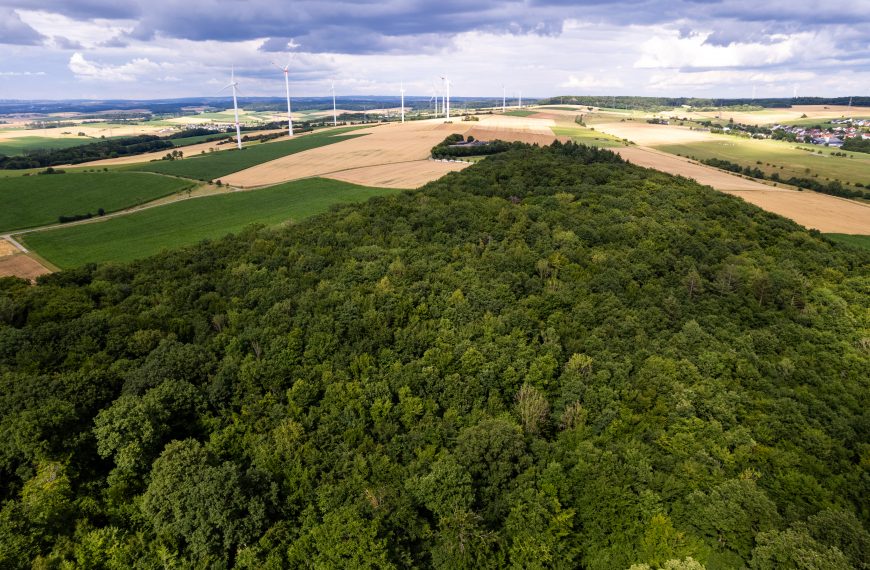 Biodiversität im Wald