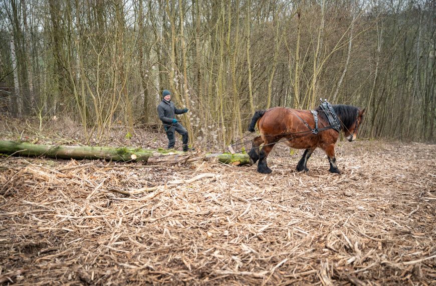 Arbeiten mit dem Rückepferd