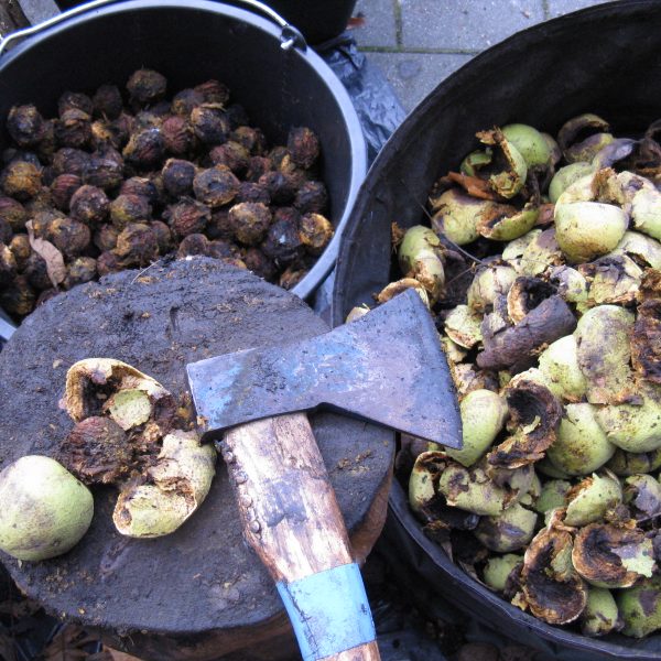 Unsere Bäume – Die Schwarznuss (Juglans nigra) 