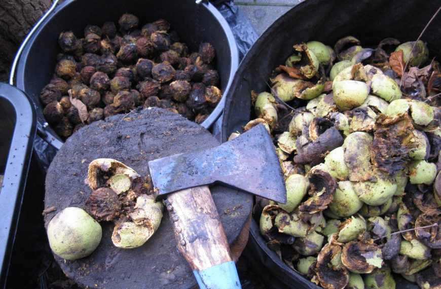 Unsere Bäume – Die Schwarznuss (Juglans nigra) 