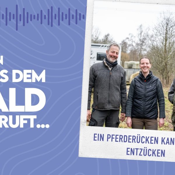WMADWR #36 Ein Pferderücken kann auch entzücken