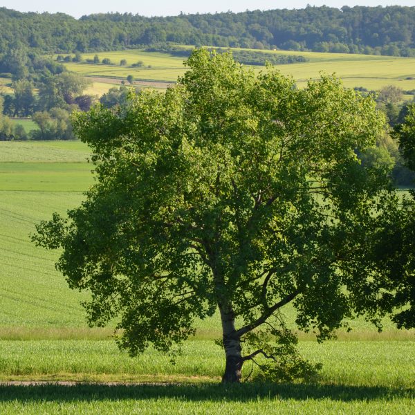 Unsere Bäume – Zitterpappel (Populus tremula) 