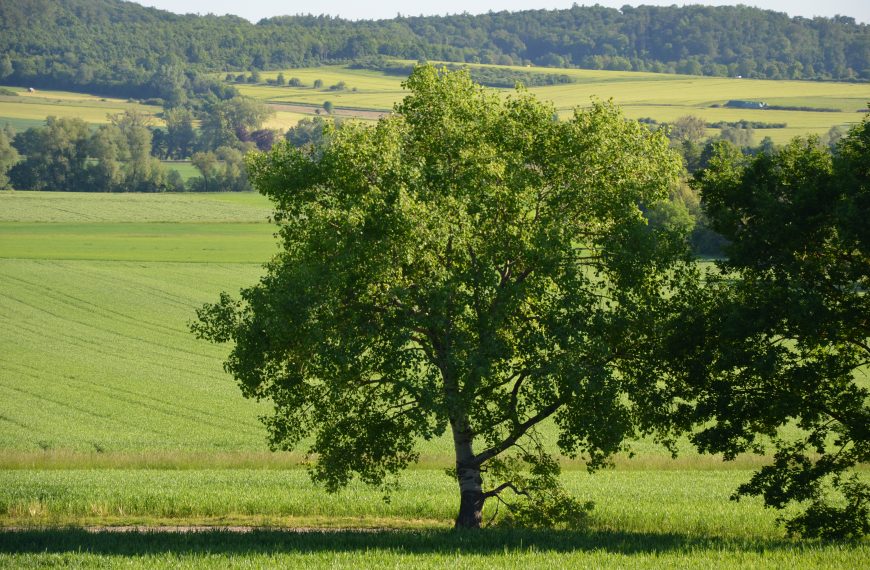 Unsere Bäume – Zitterpappel (Populus tremula)
