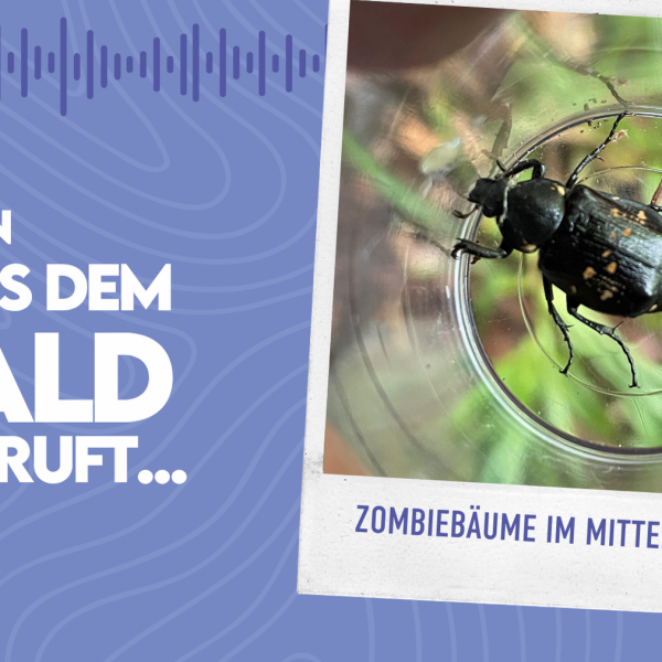 WMADWR #38 Zombiebäume im Mittelalter
