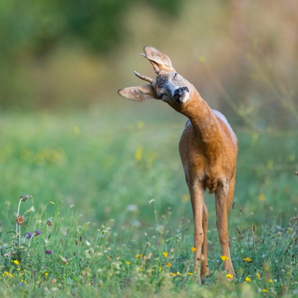 Jagd im Jahresverlauf – Teil 1: Sommer (Juni, Juli, August)