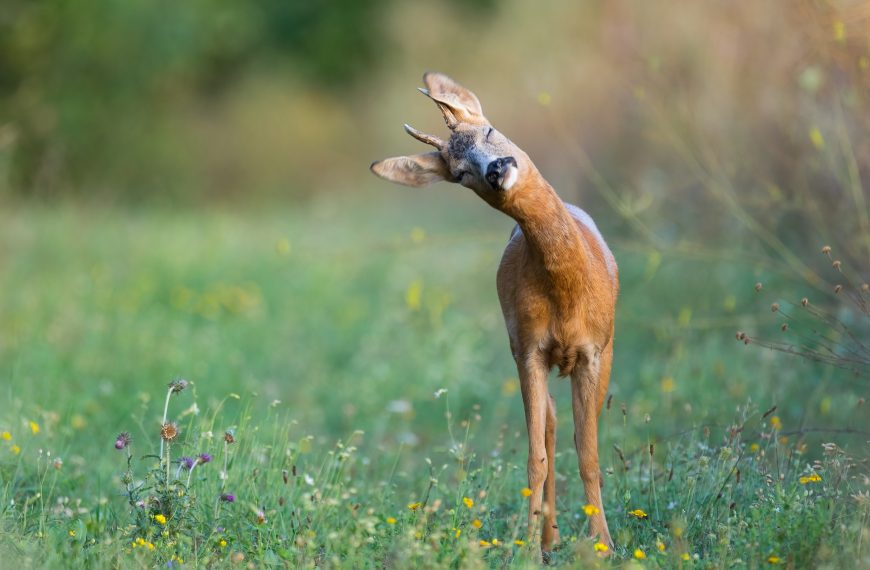 Jagd im Jahresverlauf – Teil 1: Sommer (Juni, Juli, August)