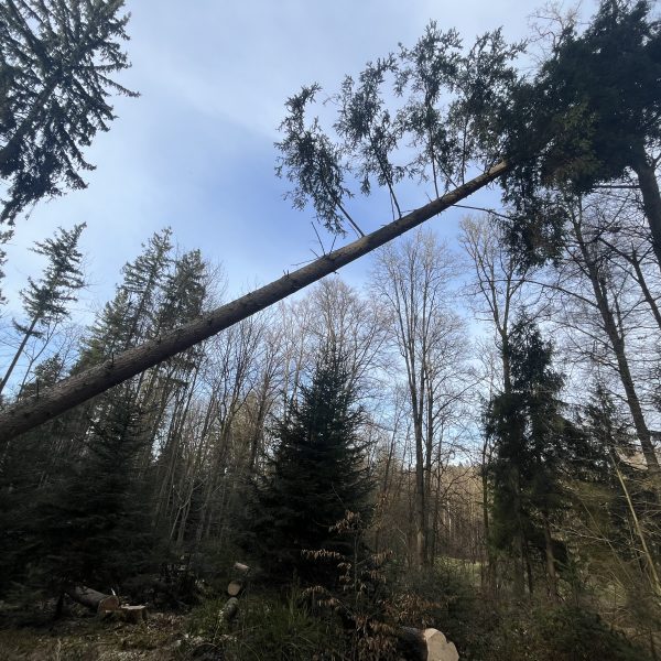 Wenn’s mal hängt – unsichtbare Gefahren im Wald