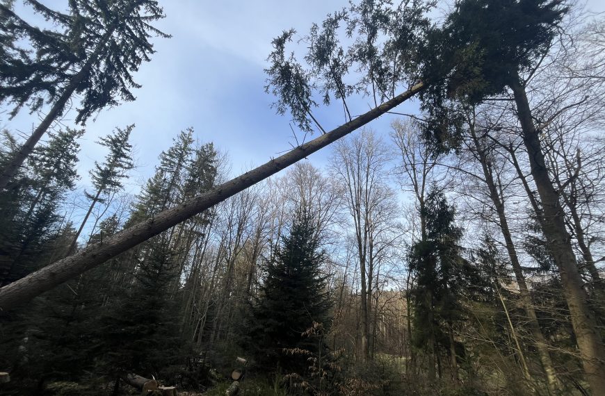 Wenn’s mal hängt – unsichtbare Gefahren im Wald