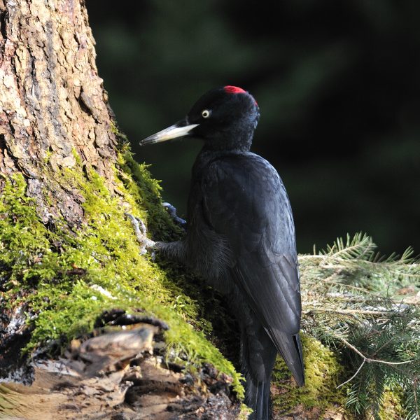 Unsere Vögel – Der Schwarzspecht