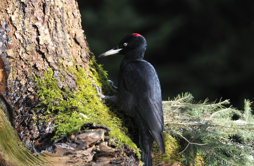 Unsere Vögel – Der Schwarzspecht