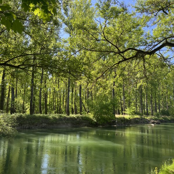 Aufgaben im Auwald