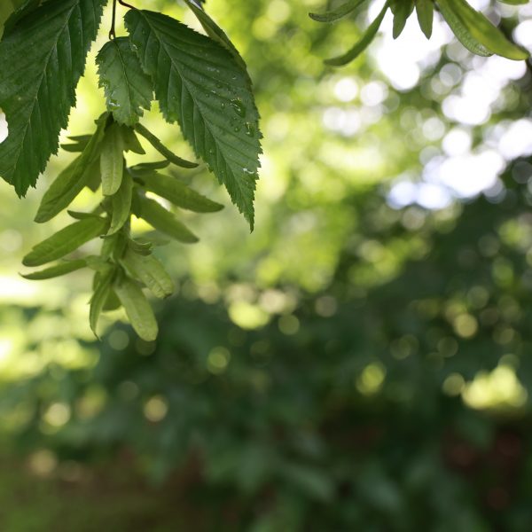 Die Hainbuche – Dienerin mit Aufstiegschancen? 