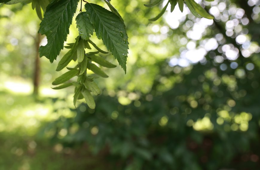 Die Hainbuche – Dienerin mit Aufstiegschancen?