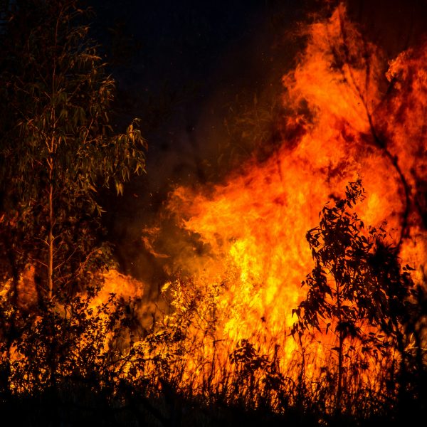 Pyrophyten: Wenn Waldbrände nicht nur Zerstörung bringen
