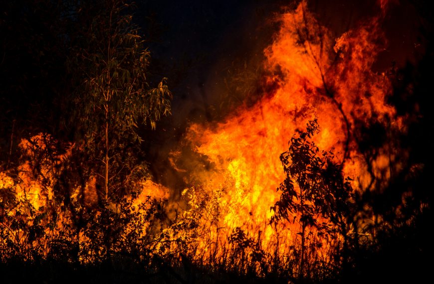 Pyrophyten: Wenn Waldbrände nicht nur Zerstörung bringen